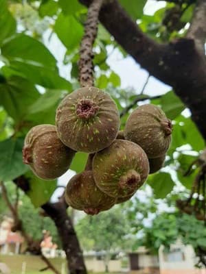 Giant strawberry ( elephant fig) fruit and tree detail