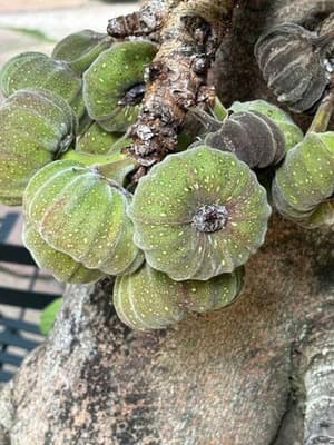 Giant strawberry ( elephant fig) fruit and tree detail