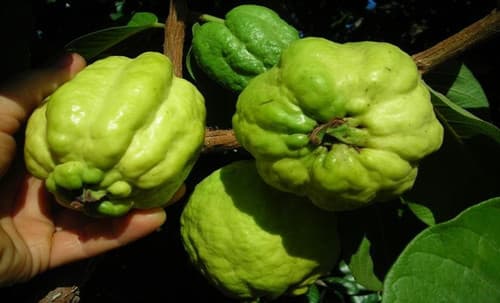 Indonesia Guava Seedless 7 gallons