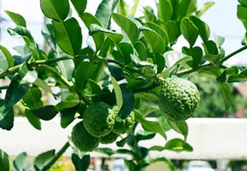 Kaffir Lime - Chanh la so 8