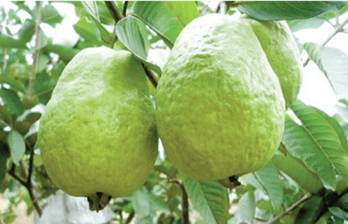 Kilo Guava