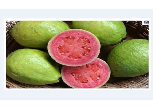 Ruby Supreme Guava